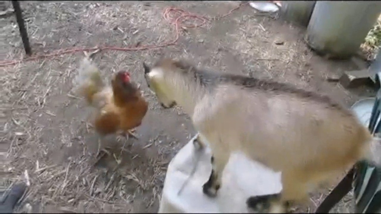 Funny Animals - Chicken vs Goat