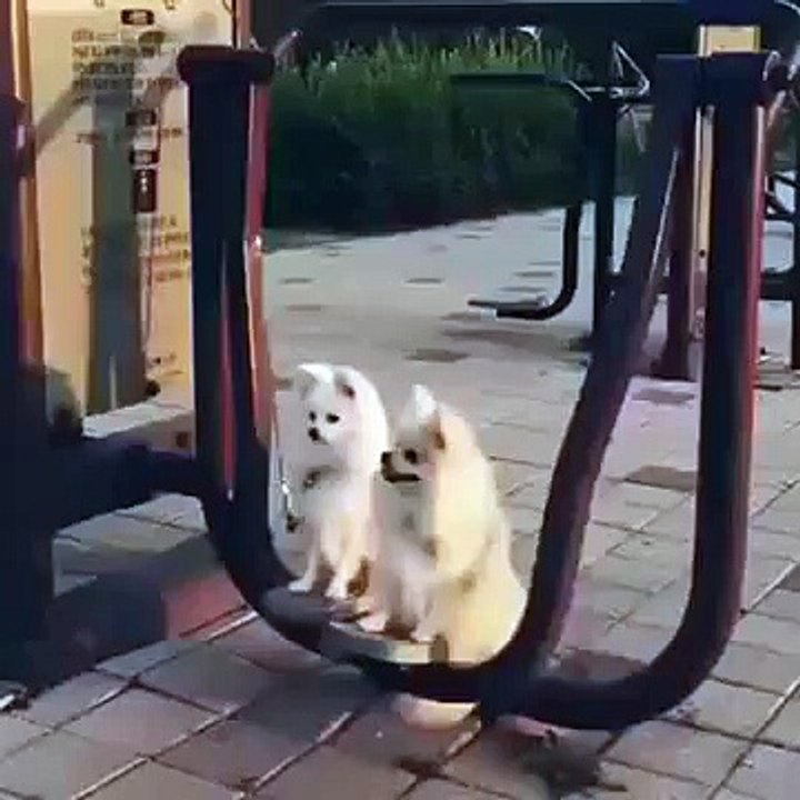 Những chú chó siêu đáng yêu hài hước