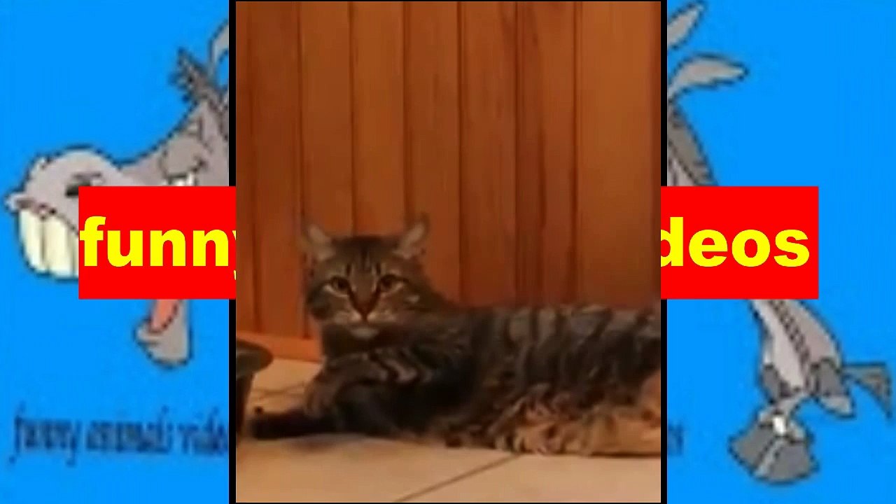 Funny Cat Videos Compilation 2016