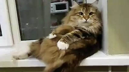 This cat looks so bored! :3