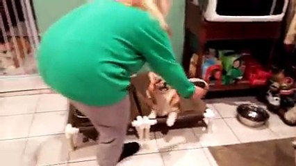 These Corgis show off table manners