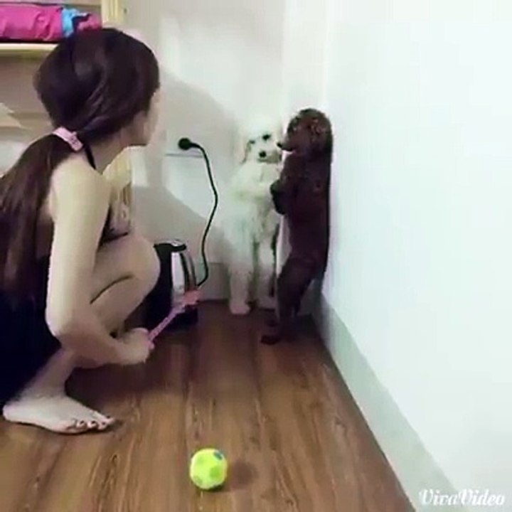Funny Dogs Actions