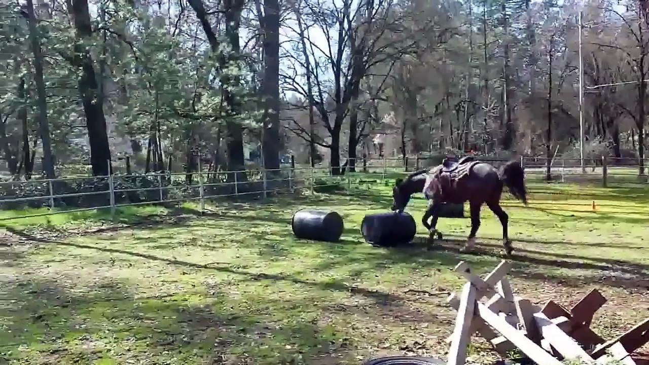 Le nouveau jeu préféré des chevaux!