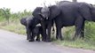 Un éléphanteau s'entraine à utiliser sa trompe... Prise en main difficile