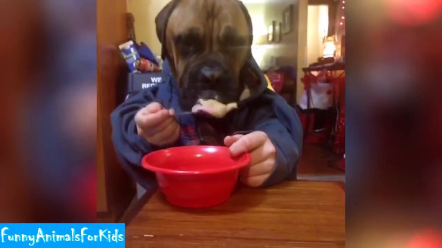 Top 100 Funny Animals Vines 2015 - Vine compilation - Best Viners