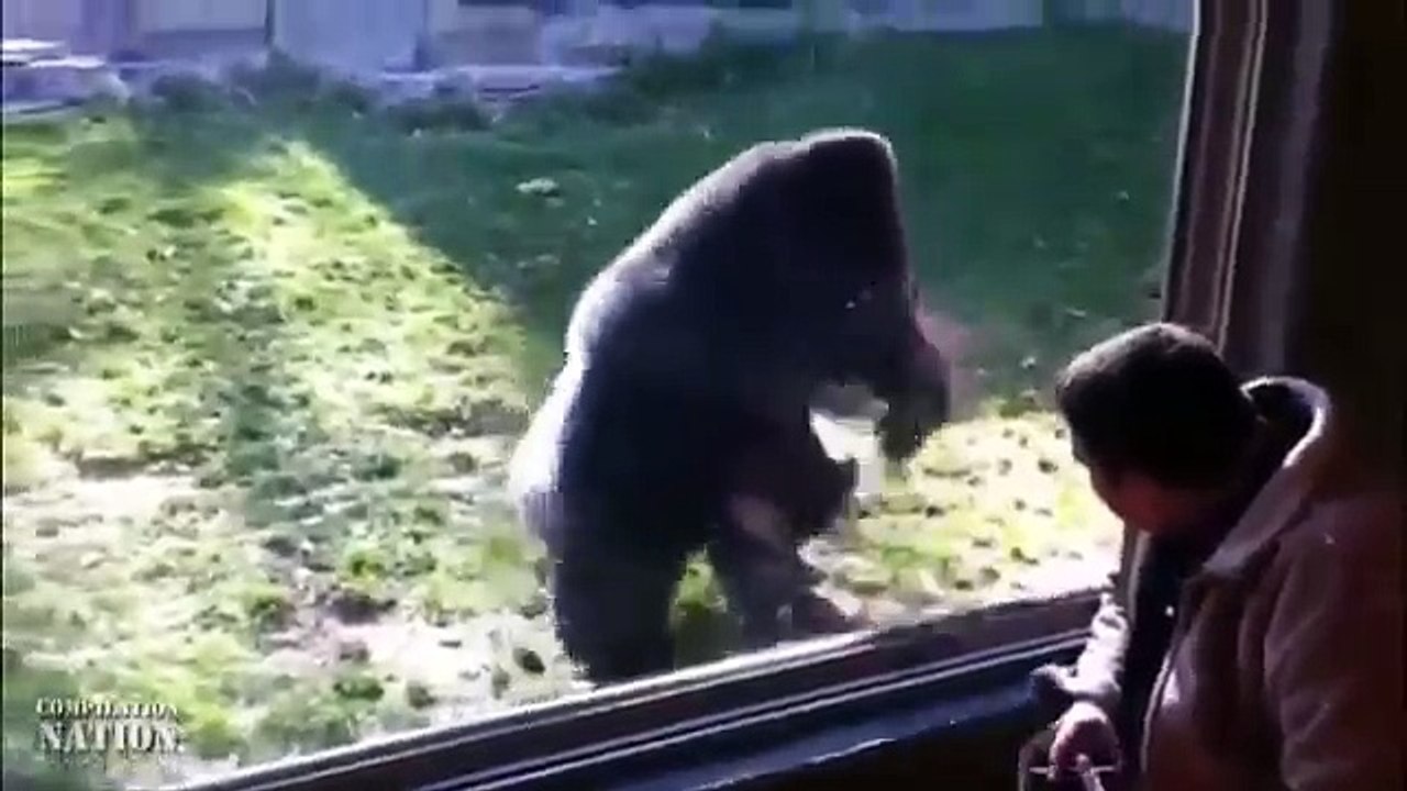 Ultimate Funny Dogs Compilation by FailArmy