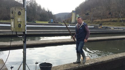 Triage des truites à la pisciculture de la Source