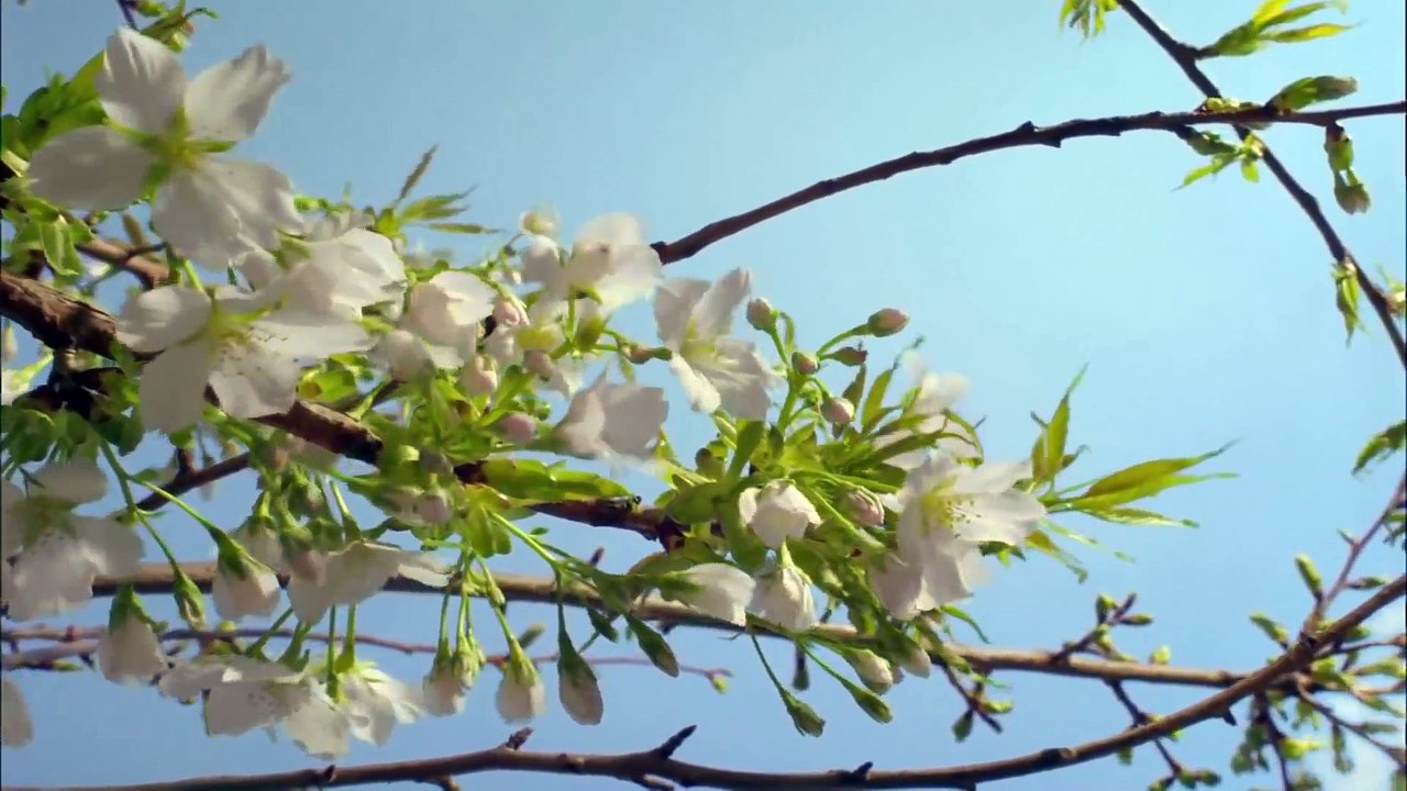 Timelapse : Beautiful Planet Earth (2015)