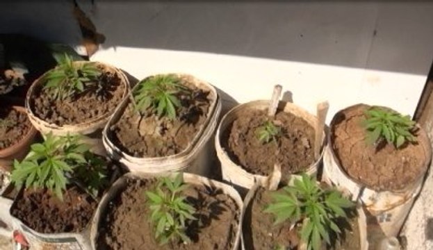 Uyuşturucu Operasyonu Yapan Polis Damda Hint Keneviri Bahçesi Buldu