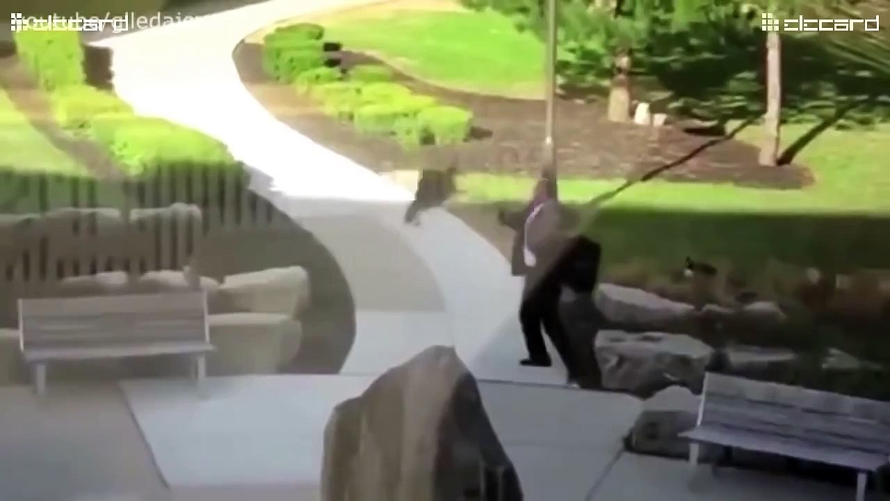 Animals vs Humans Funny Compilation 2016