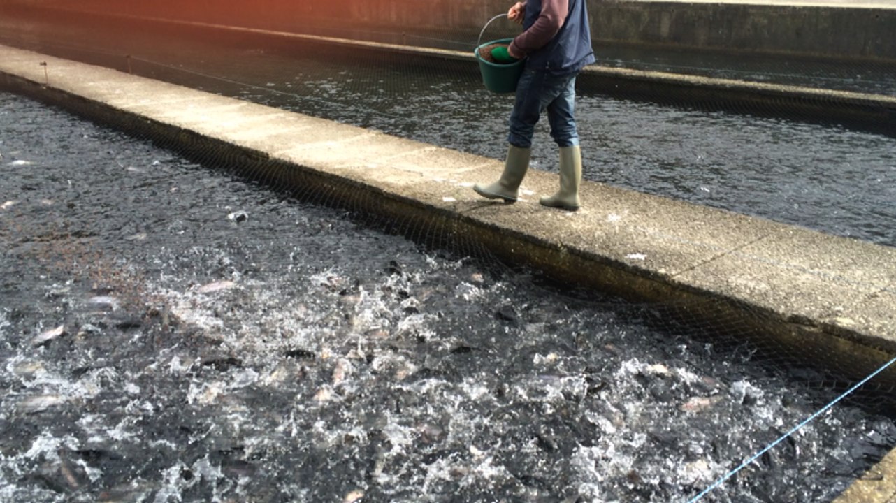 Repas de midi pour les truites de la pisciculture La Source