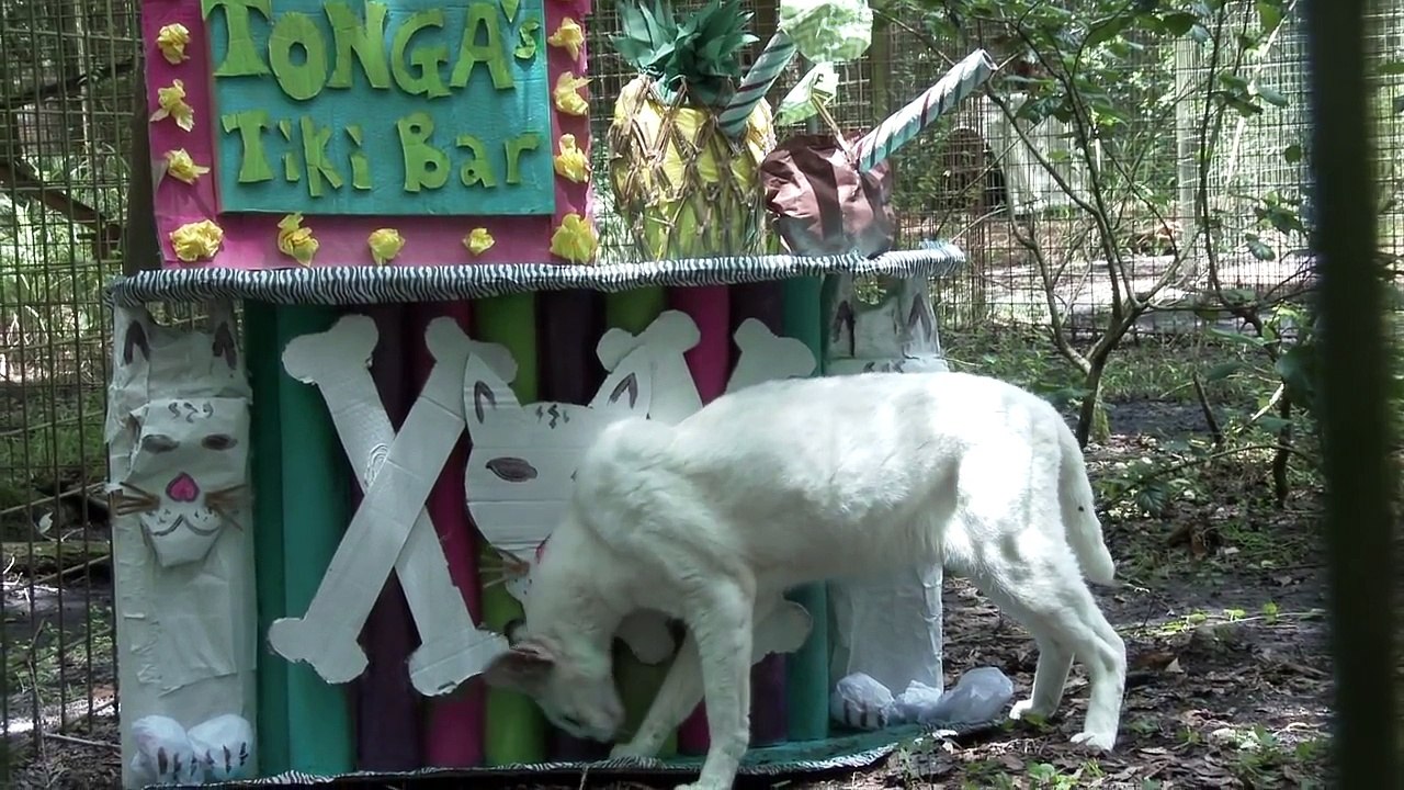 Big Cat Toys!!