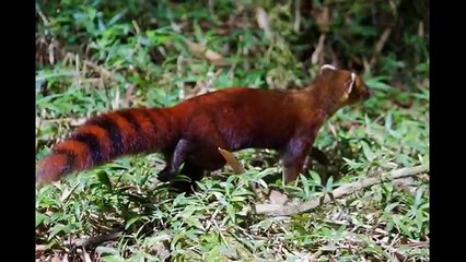 Madagascar- Top 10 Tourist Attractions - Video Travel Guide