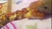 Funny Rat Stealing Pizza