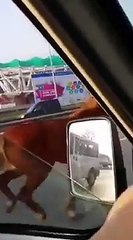 Otoyolda Koşan Yarış Atı