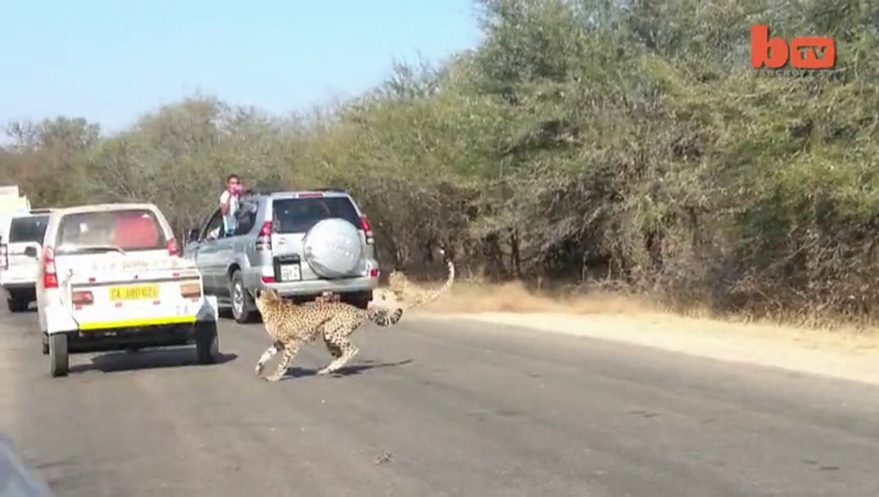 Cheetah Chases Impala Antelope Into Tourists on Safari
