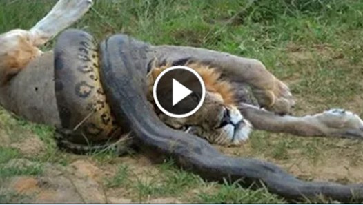 Lion VS Giant Anaconda Snake - Real Fight - video dailymotion