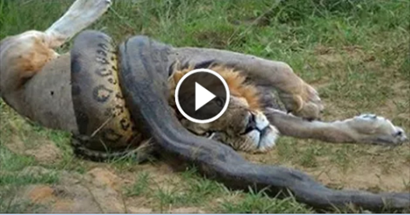 Lion VS Giant Anaconda Snake - Real Fight - video Dailymotion