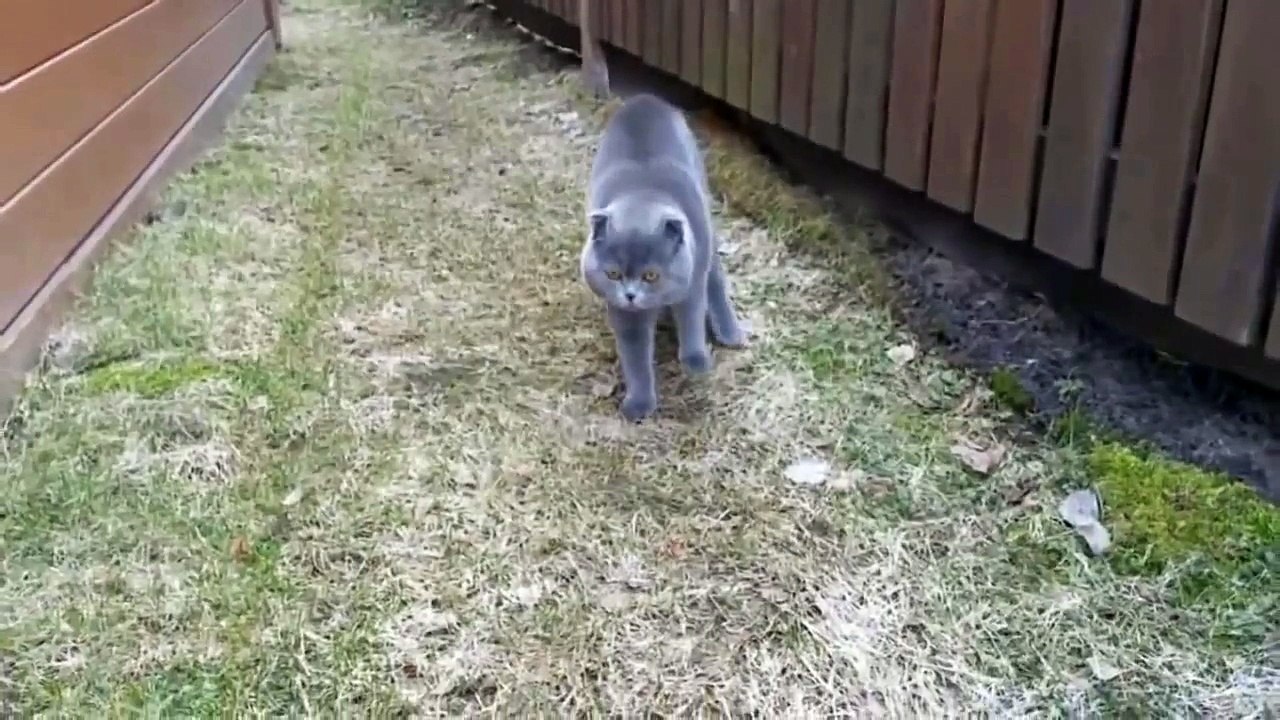Приколы с Кошками #6 / The most funny animals ; )