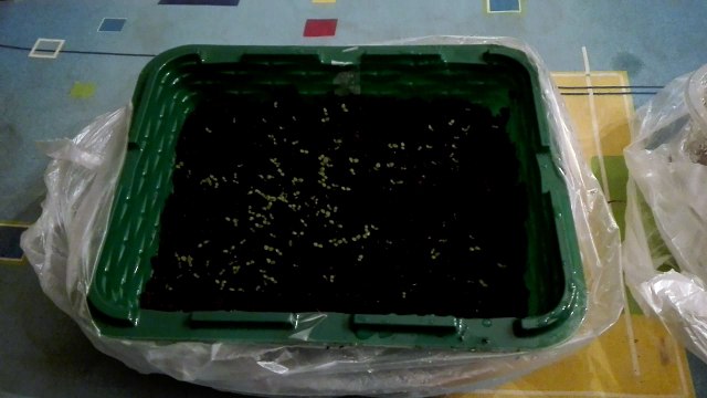 как выращивать клубнику