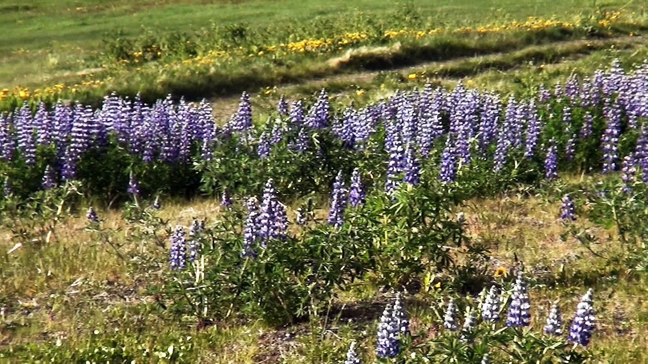 ISAFJORDUR   A la rencontre des Pêcheurs d'Islande