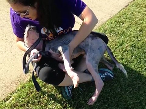 Non potevano credere ai loro occhi quando hanno visto come era ridotto questo cane, ma adesso...