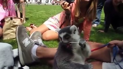 Funny Animal Fails Compilation 2015 & 2016  (HD) [Funny Pet Media]