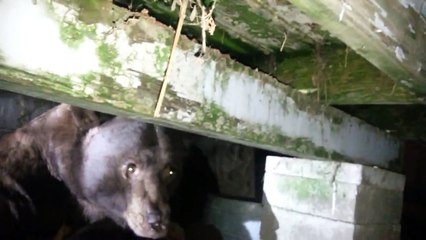 Une femme trouve un ours sous sa terrasse !