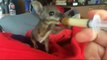 Nourrir un bébé kangourou c'est trop mignon