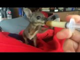 Nourrir un bébé kangourou c'est trop mignon