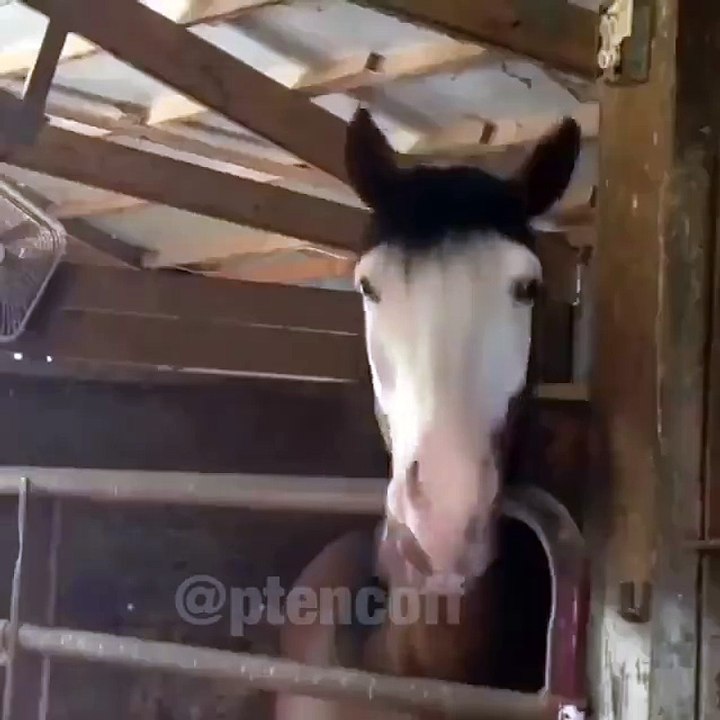 Crazy drunk horse