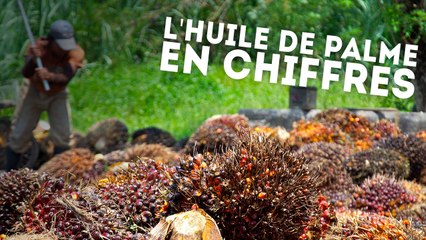 Les conséquences dramatiques de la production d'huile de palme sur la nature - DES CHIFFRES ET LE MONDE