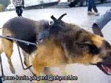 materiel pour chien berger allemand handicapé - paralysé