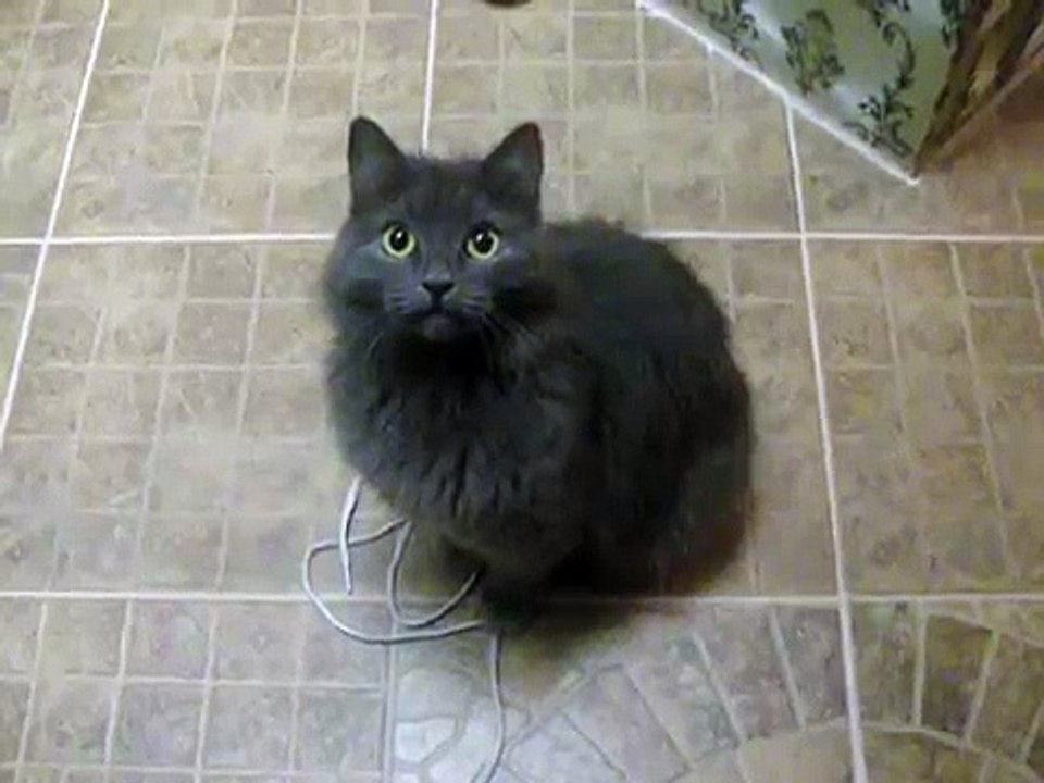 О чудо ! Кошка разговаривает .