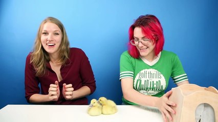 People With A Fear Of Birds Get Surprised With Ducklings