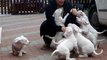 Cute Dogo Argentino Puppies