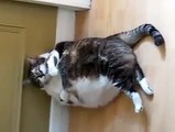 Funny Cats Sleeping in Weird Positions Compilation 2014