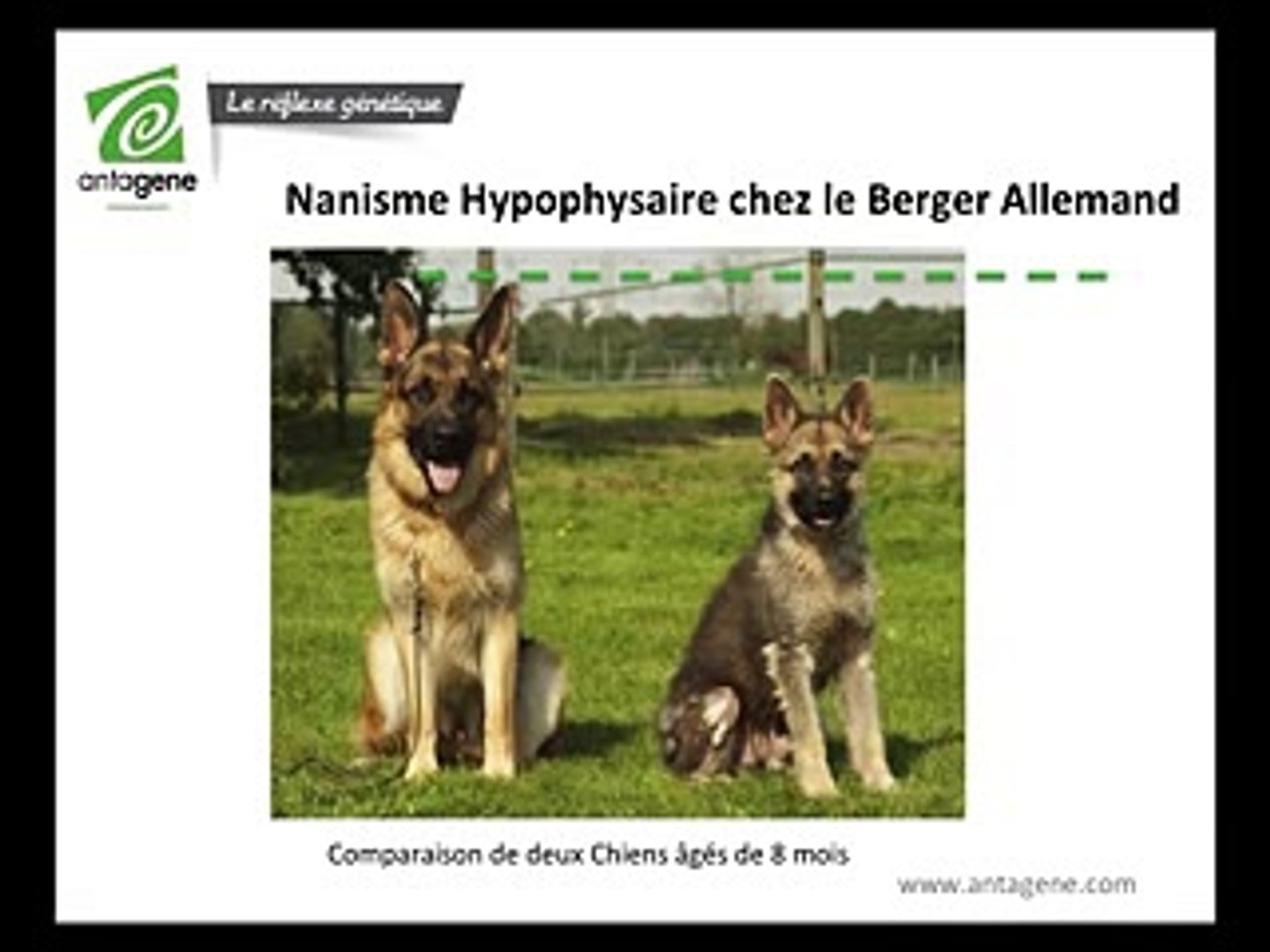 Prévention du Nanisme Hypophysaire chez le Berger Allemand, image size:1440x1080