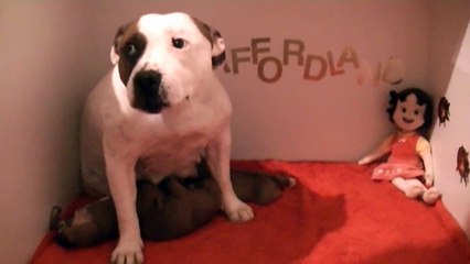 15ème vidéo La maman et ses petits staffies de STAFFORDLAND