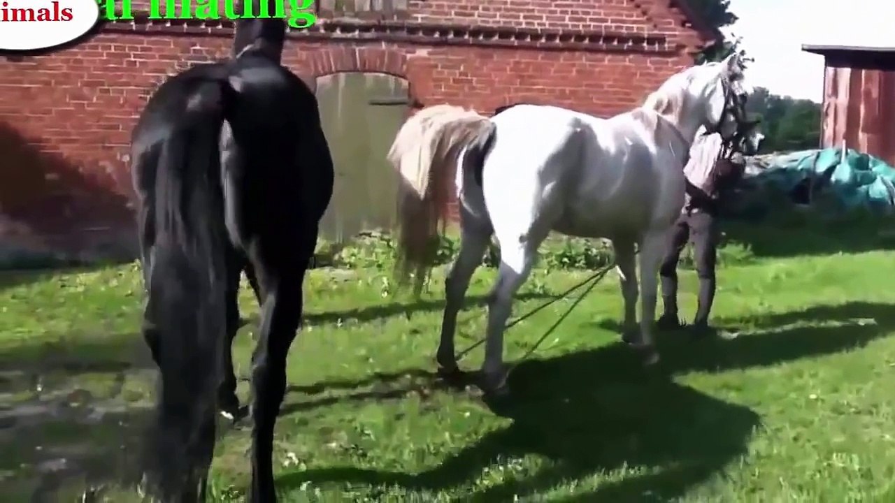 Funny videos - Dog health care, funny dog, dogs and human