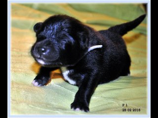 2016 02 Delya portée M 02