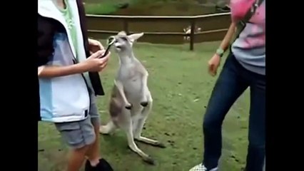Animales Chistosos 2013. - Funny Animals 2013.