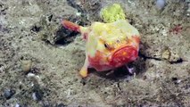 Des espèces encore inconnues filmées par une caméra plongée au fond de l'océan