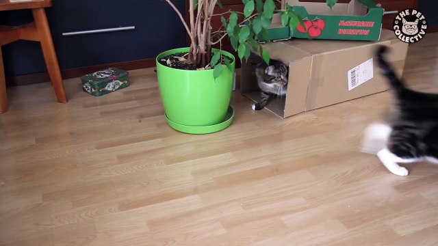 Cats in Boxes || Cats VS Boxes Funny Pet Compilation