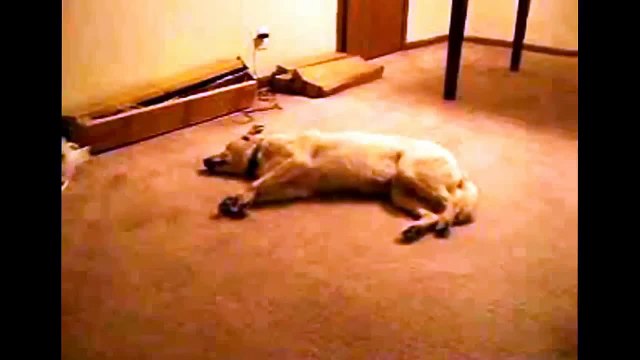 Смешные ЖИВОТНЫЕ Приколы TOP 10: Cобаки 2015 Смешные Собаки FUNNY DOG # 394