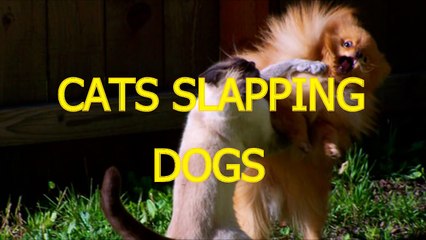 Cats slapping and punching dogs - Funny cat & dog compilation