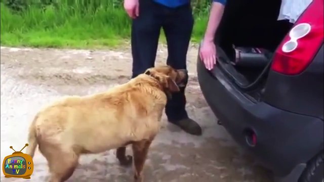 Funny Dogs - Funny Dog Fails - Funny Dogs Compilation - Funny Animals Compilation