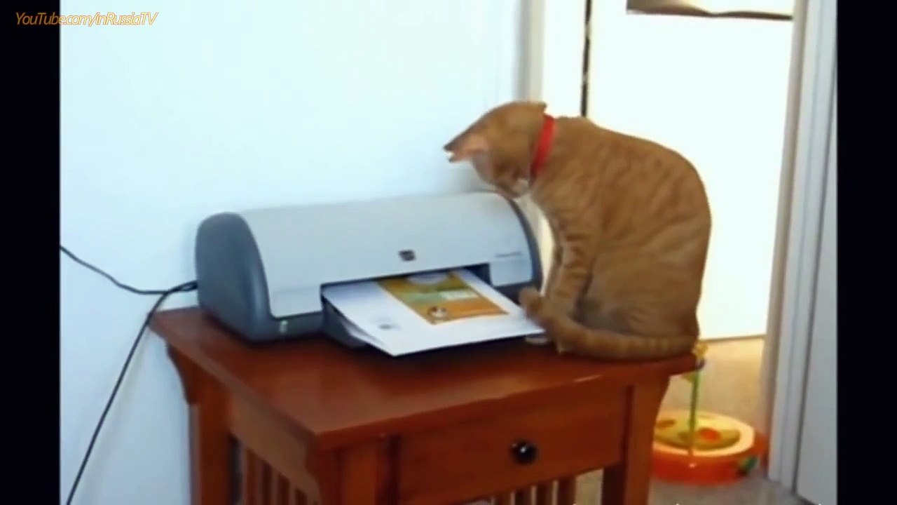 FUNNY VIDEOS- Funny Cats - Funny Fails - Funny Animals - Cat Funny Videos