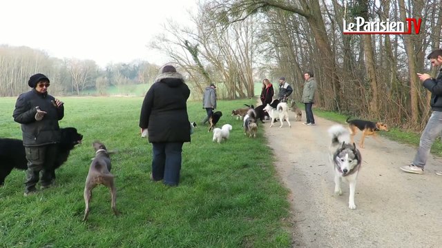 Walking dog : promener son chien entre amis