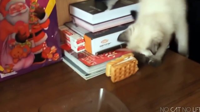 Смешные животные 2 ● Приколы 2014. Кошки, собаки и другие ● Funny animals ● Cats, dogs and